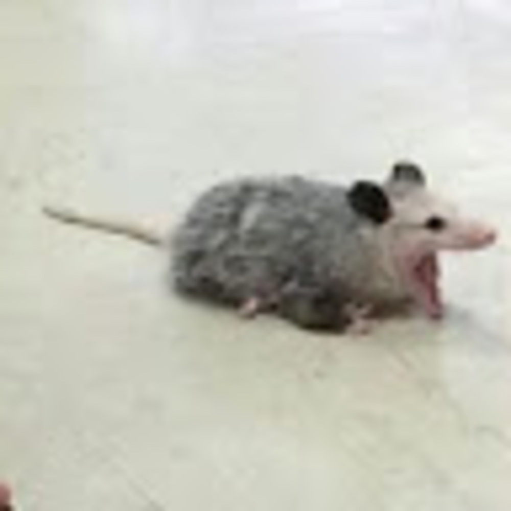 Meet your Posher, Josie